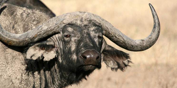 4-Day Migration Honeymoon Safari