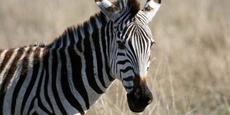 5-Day A Luxury Honeymoon Safari Experience