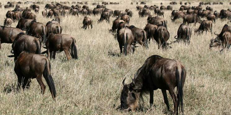 4-Day Wildebeest Calving Migration (Newborn Season)