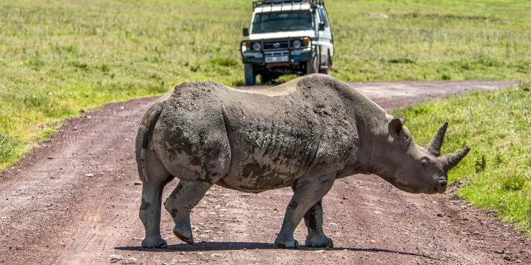 5-Day Classic Tanzania Luxury Wildlife Safari