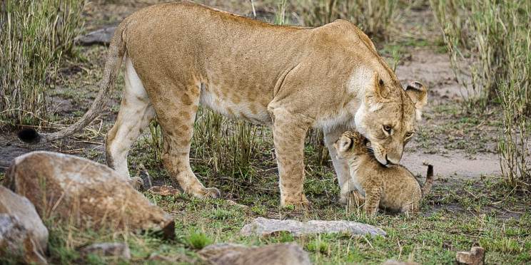 1-Day Dar Es Salaam to Mikumi National Park by Sgr Train