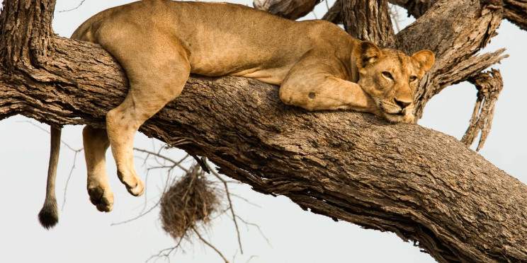 5-Day Luxury Safari All Inclusive Safari