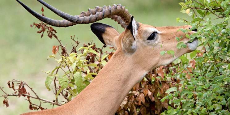 5-Day Days Ruaha National Park Safari