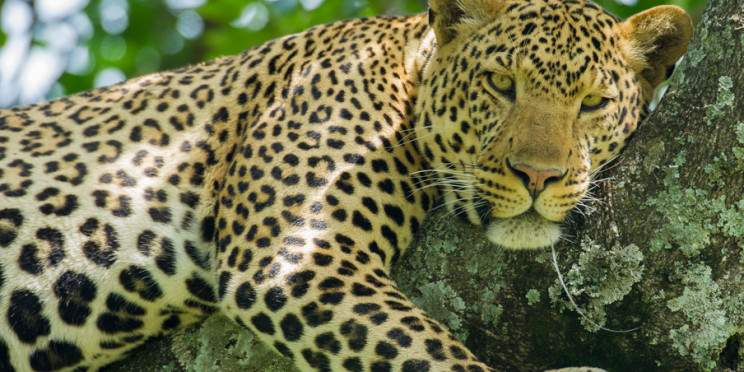 8-Day Of a Lifetime Safari in Tanzania