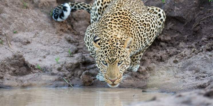 6-Day Tanzania Fly in Migration Tour