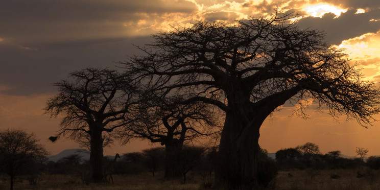 2-Day Fly-in Ruaha National Park from Zanzibar Islands