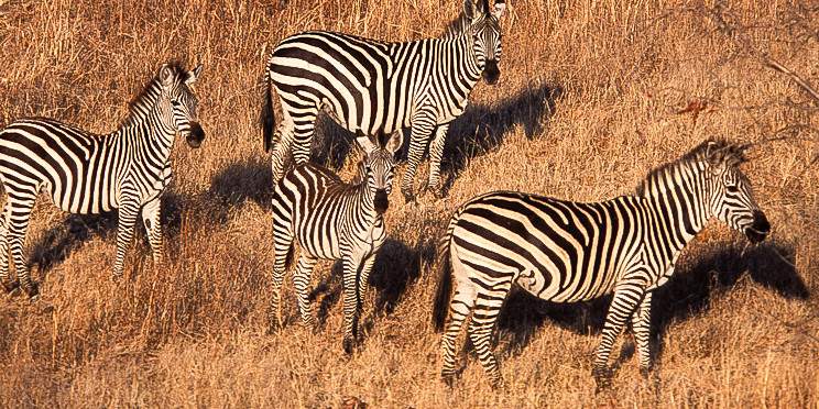 1-Day Tarangire National Park - Tour