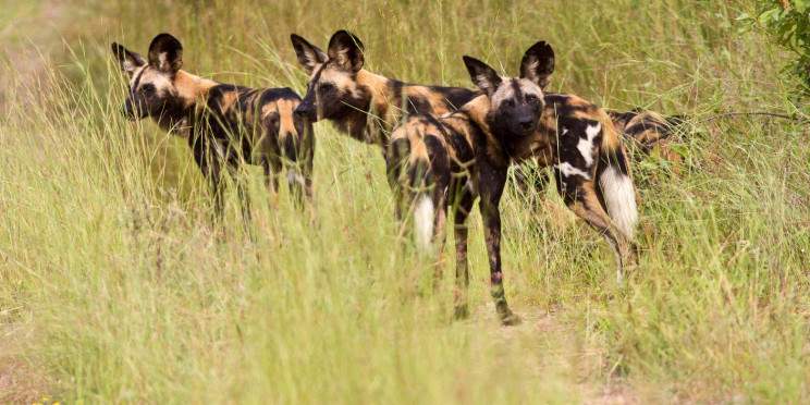13-Day Mkomazi, Lake Natron to Serengeti Great Migration