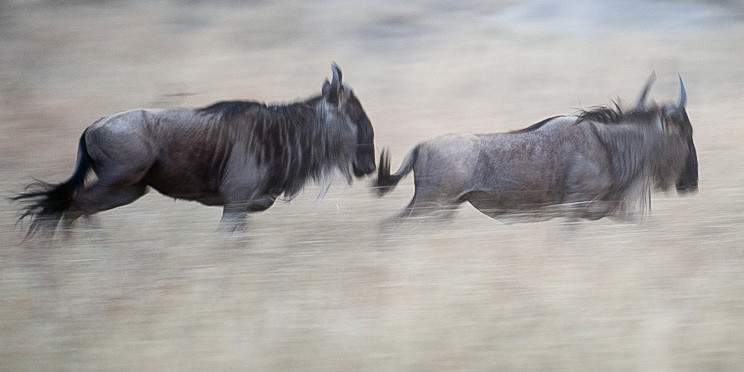 3-Day Best of Tanzania Safari - Mid Range