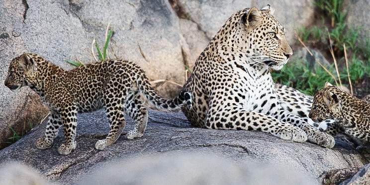 9-Day Best of Tanzania Safari plus Shira Plateau Hiking
