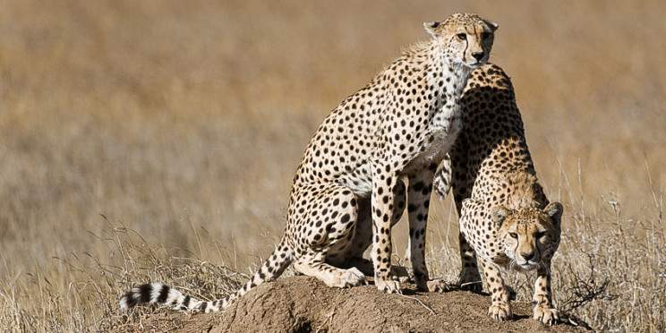 5-Day Tanzania Safari Holidays