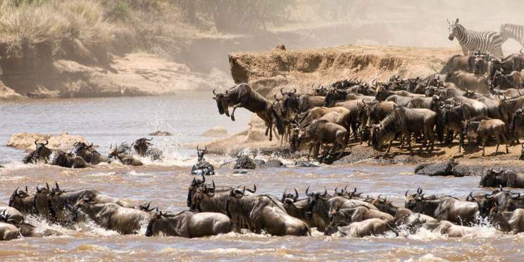 8-Day Private Mid-Range Serengeti Wildebeests Migration