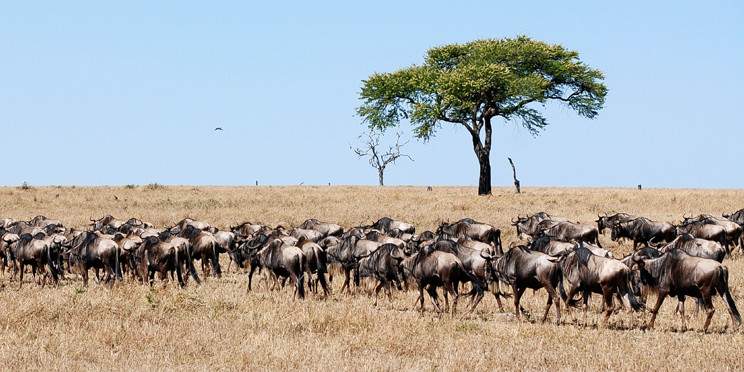 7-Day Western Serengeti Wildebeests Migration May-July
