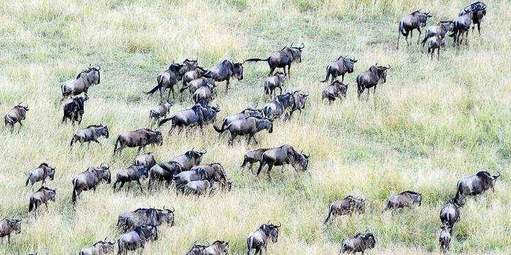7-Day Private Camping Tour to Wildebeests Migration