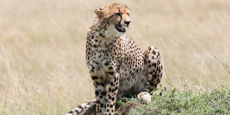 4-Day Classic Tarangire, Serengeti, Ngorongoro Tour