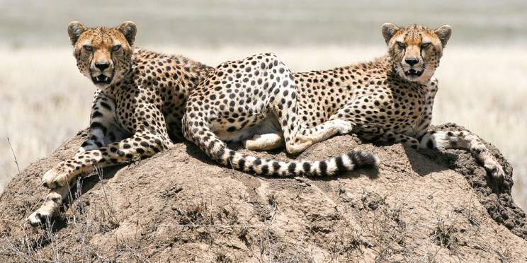 6-Day Great Migration Ndutu December -Apr