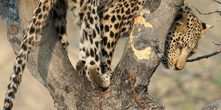 6-Day Northern Circuit Migration Safari (July to Sept)