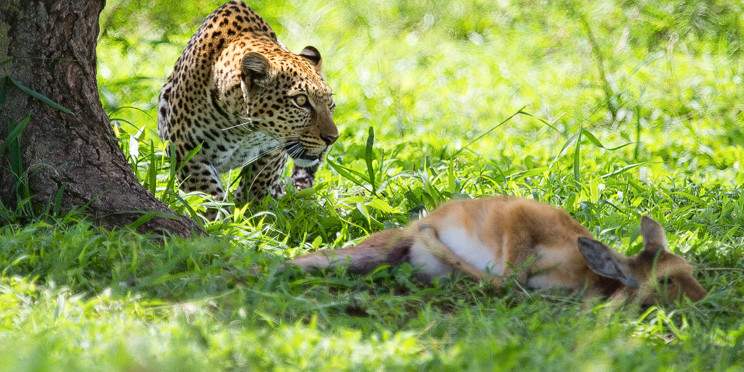 8-Day Ultimate Luxury Safari in Tanzania (Fly-in)