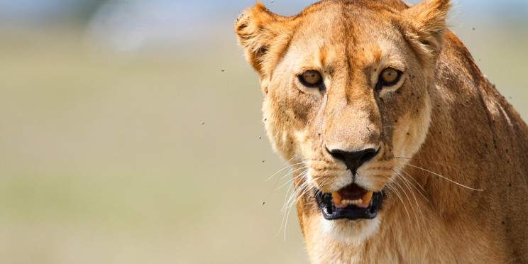 5-Day Tarangire, Ngoroongoro & Manyara Adventure