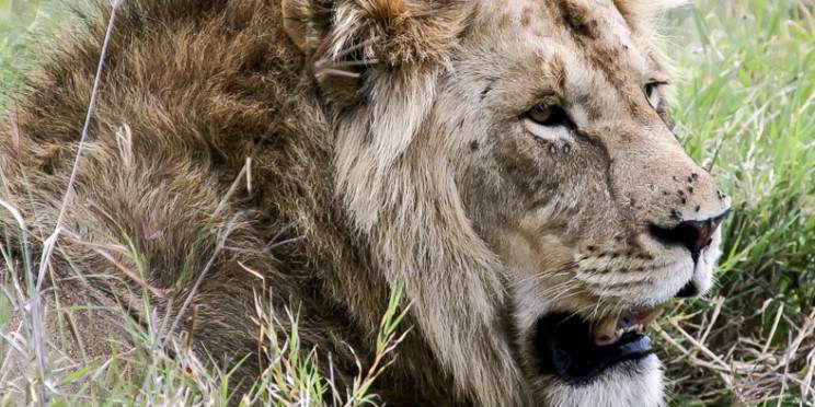 3-Day Serengeti from the Sky