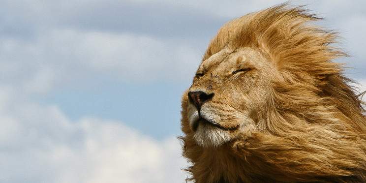 9-Day Luxury Tailor-Made Tanzania Wildlife Safari