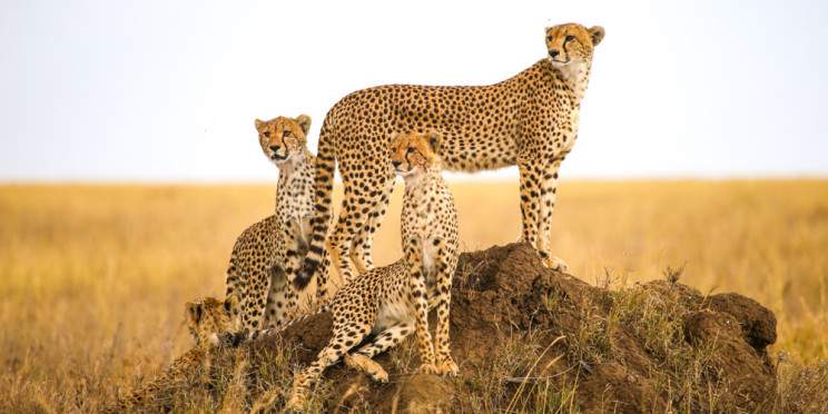 4-Day Tanzania Express Safari – Best for First-Timers