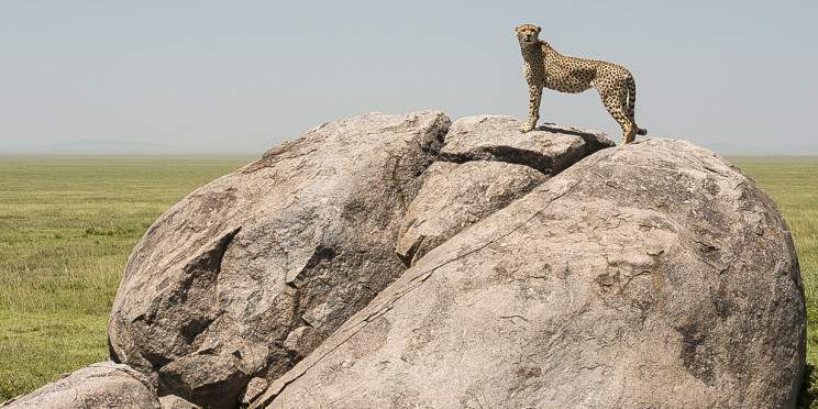 4-Day Ndutu Migration Safari Calving Season