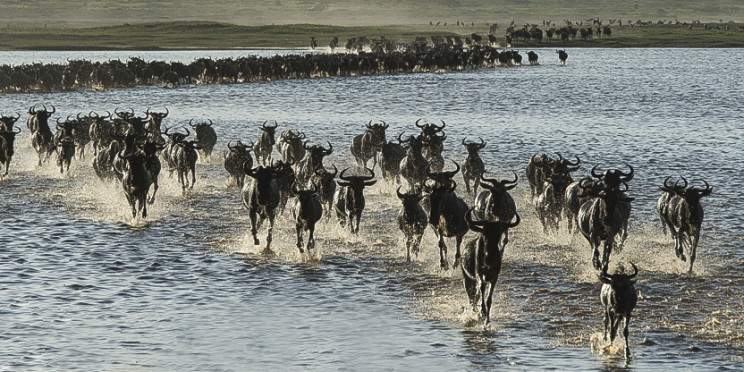 8-Day Mid-Luxury Ndutu Migration Footsteps Dec - April