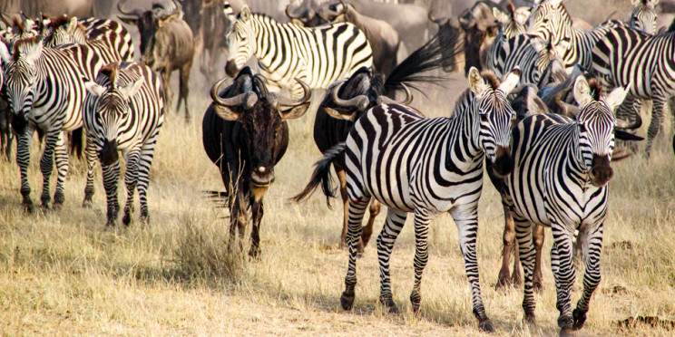 7-Day Private Journey Through Serengeti & Beyond