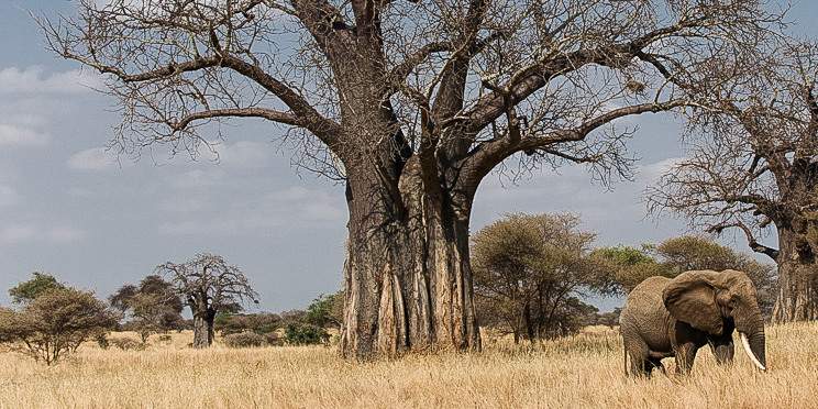 6-Day Comfort Serengeti Safari Experience