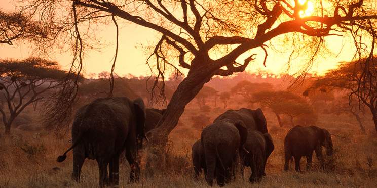 5-Day African Plains Adventure