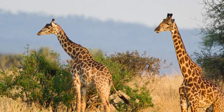 5-Day Serengeti, Ngorongoro and Tarangire Safari