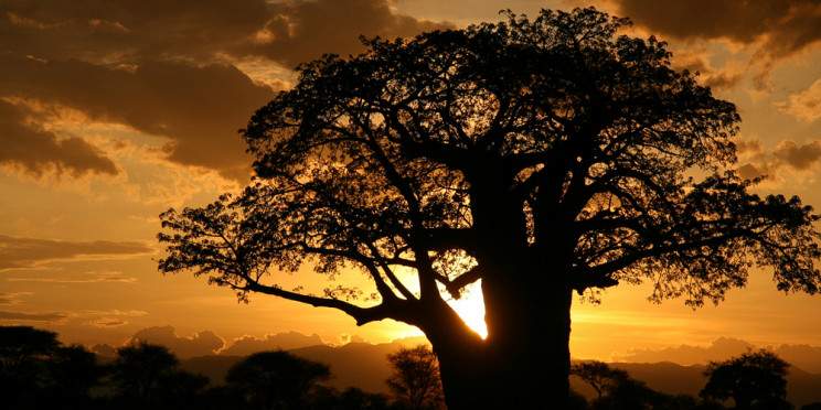 2-Day Safari, Tarangire and Lake Manyara National Park