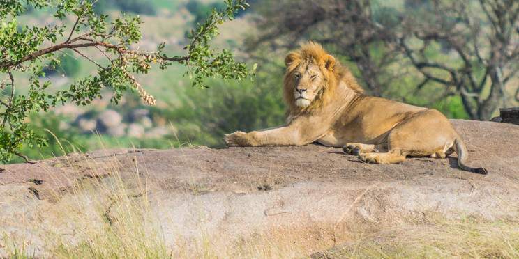 7-Day Northern Circuit Wildlife Safari Adventure