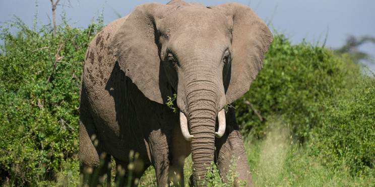 5-Day Tarangire, Serengeti, Ngorongor& Manyara Journey
