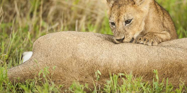 1-Day Flying Zanzibar to Mikumi NP, Full Day Game Drive