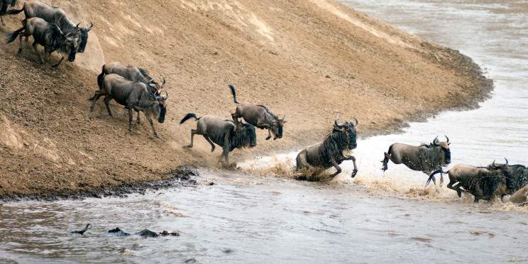 8-Day Western Serengeti Wildebeests Migration May-July