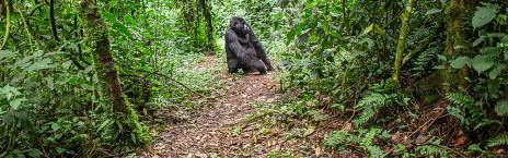 7-Day Luxury Fly-in Uganda - Gorillas, Chimps & Ishasha
