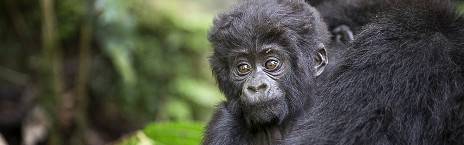15-Day Uganda Gorillas, Chimps & Tree-Climbing Lions