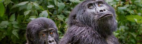 7-Day Luxury Fly-in Uganda - Gorillas, Chimps & Ishasha