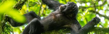 10-Day Gorilla, Chimp Trekking & Big 5 - Small Group Tour