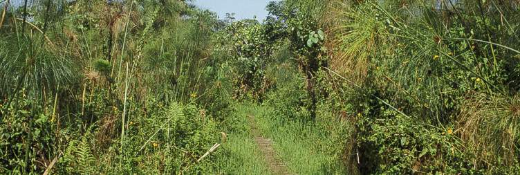 Chimpanzee tracking and bigodi swamp walk