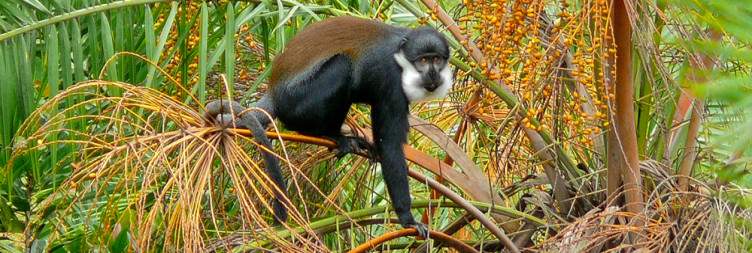 Chimpanzee Trekking & Bigodi Community Visit