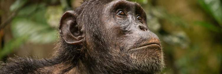 Murchison Falls to Budongo Forest