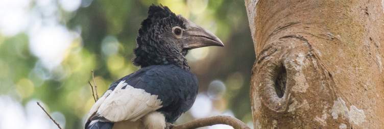 Forest Birding Walk in Kanio Pabidi Forest & Transfer to Ziwa Rhino and wildlife sanctuary
