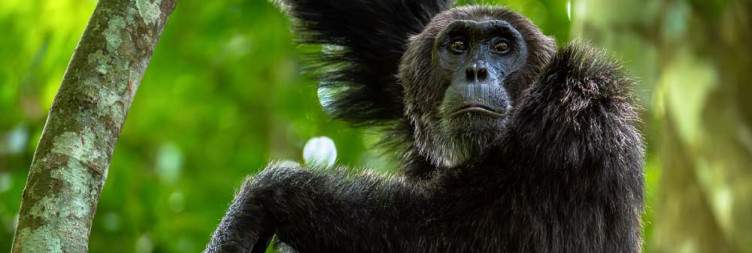 Chimpanzee Trekking in Budongo Forest