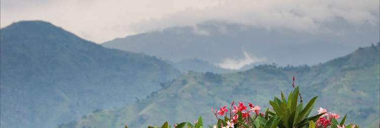 Birding in Bwindi Impenetrable National Park