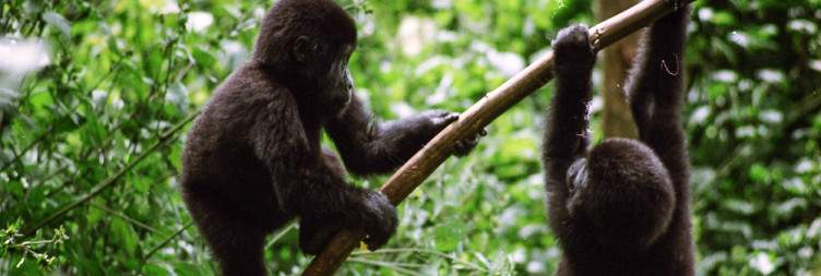 Gorilla Trekking