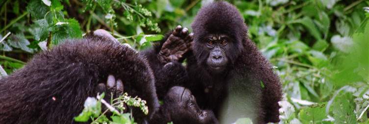 Chimpanzee Trekking and Transfer to Bwindi/Mgahinga