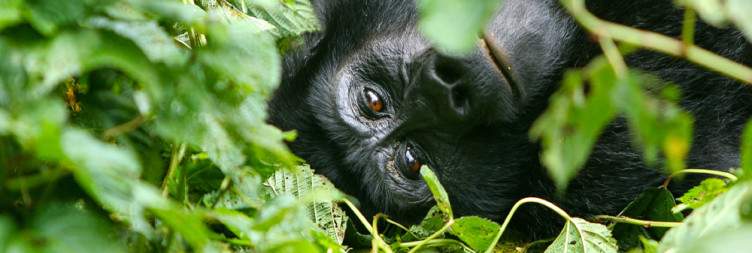 Gorilla Tracking Adventure
